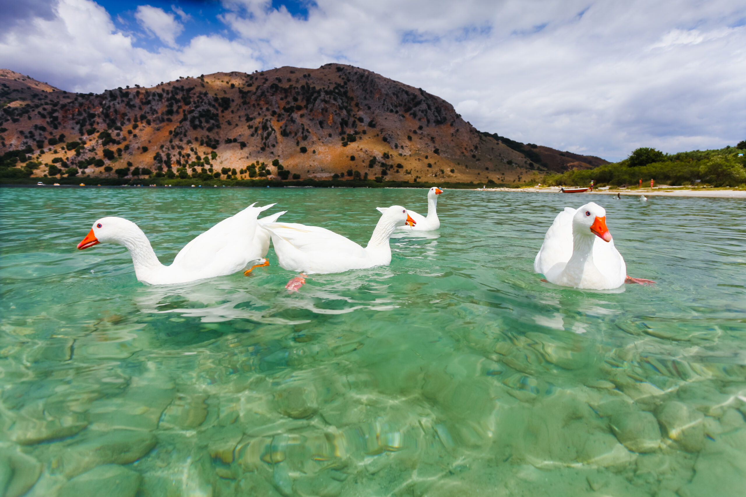 geese on the surface of lake kournas at island crete, greece. lake kournas is a freshwater lake on the island of crete.